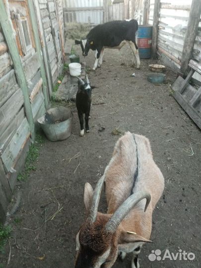 Коза на мясо