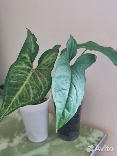 Сингониумы сортовые