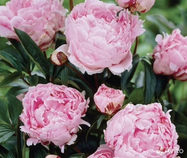 Пионы Сара Бернар