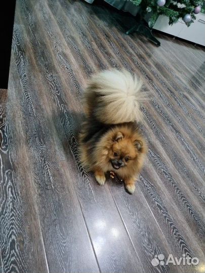 Померанский шпиц вязка мальчик