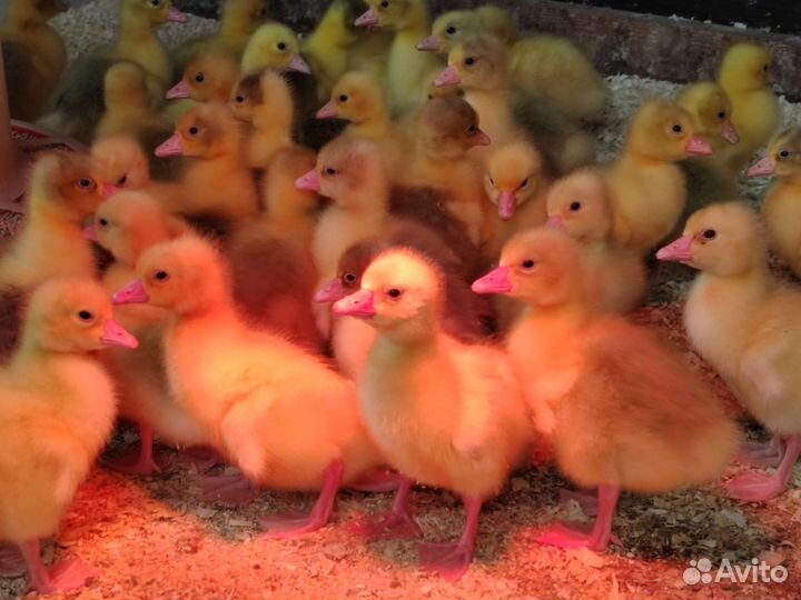 Бройлер, Утёнок, Несушка