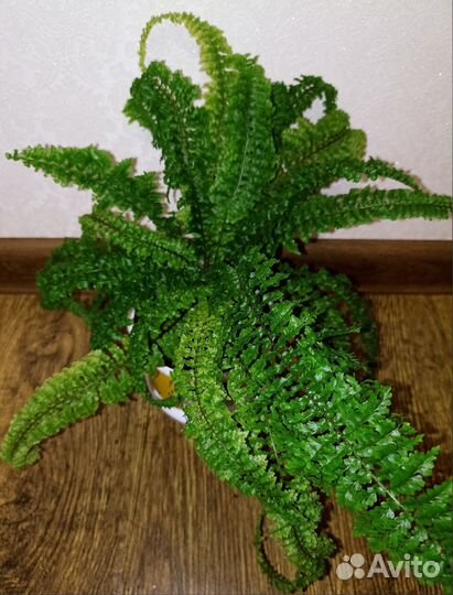 Папоротник Нефролепис кудрявый кучерявый ажурный