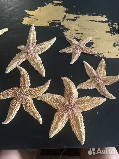 Звезда морская