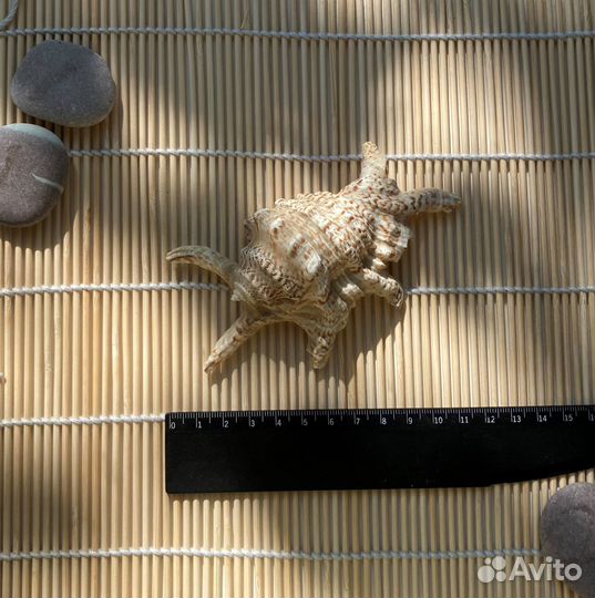 Морские ракушки