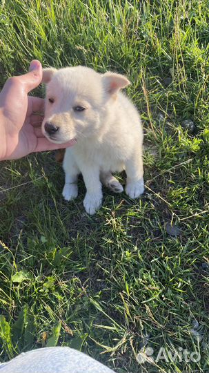 Собака Собака