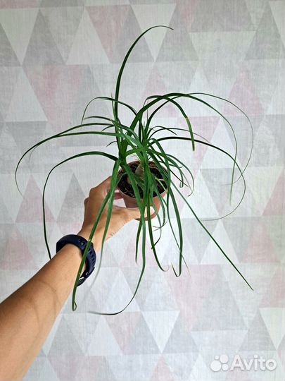 Хамедорея, Нолина