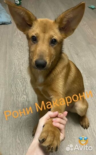 Щенок в добрые руки