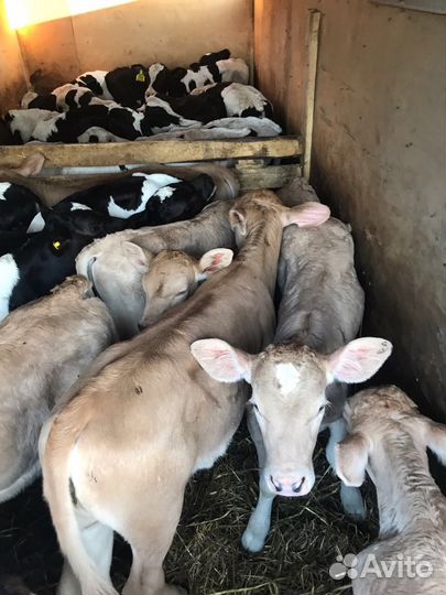 Телята разных пород
