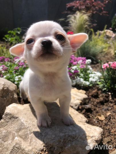 Чихуахуа мини мальчик