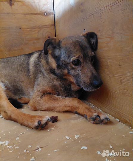 Старый пёс не выходит из клетки приюта