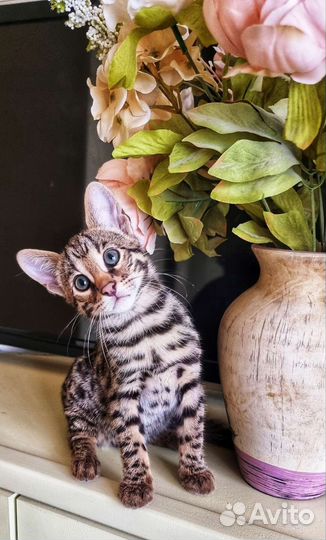 Ф1 азиатский леопард