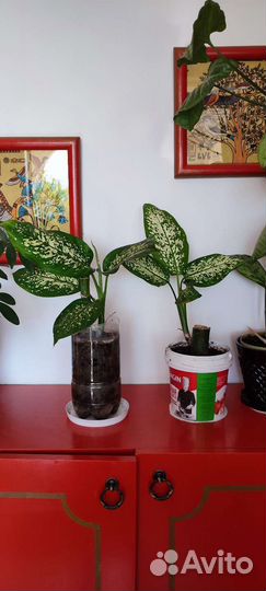 Две маленьких диффенбахии