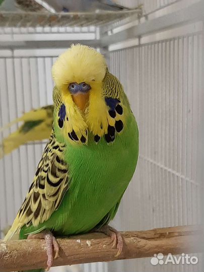 Волнистый выставочный попугай, Чехи