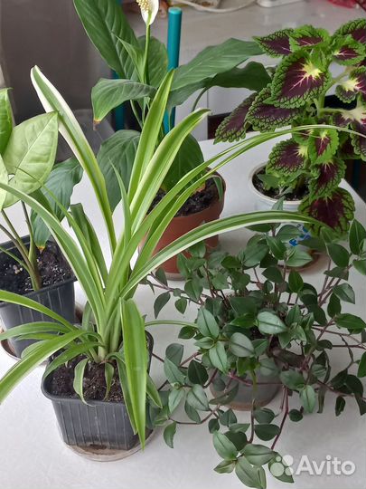 Комнатные цветы