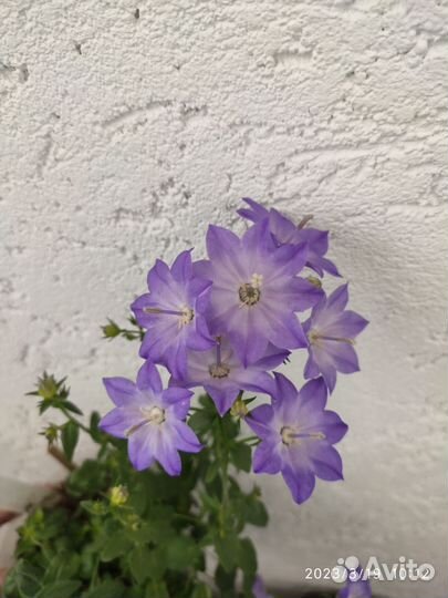 Кампанула жених и невеста