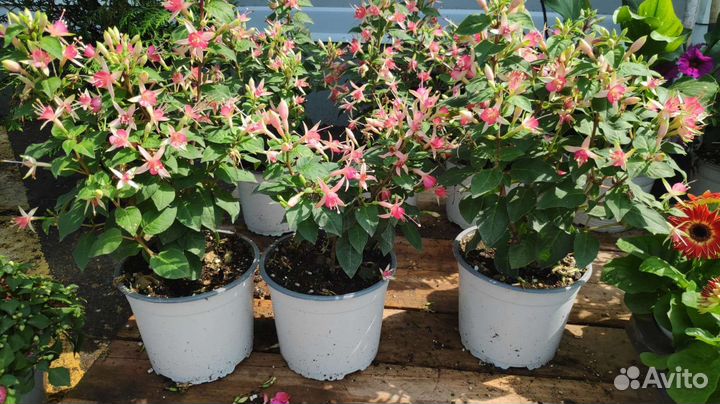 Прекрасные растения для сада и дома