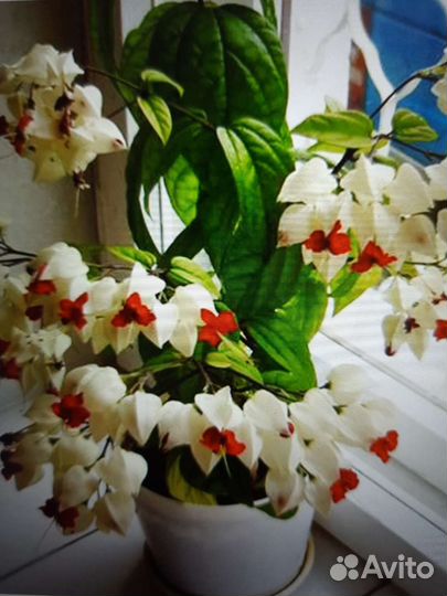 Пуансеттия, клеродендрум, эписция, зиферантес