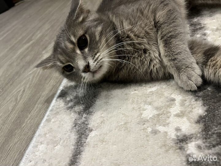 Кошка вислоухая(помесь)