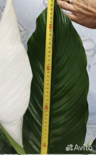 Спатифилум Королевский 24/120см