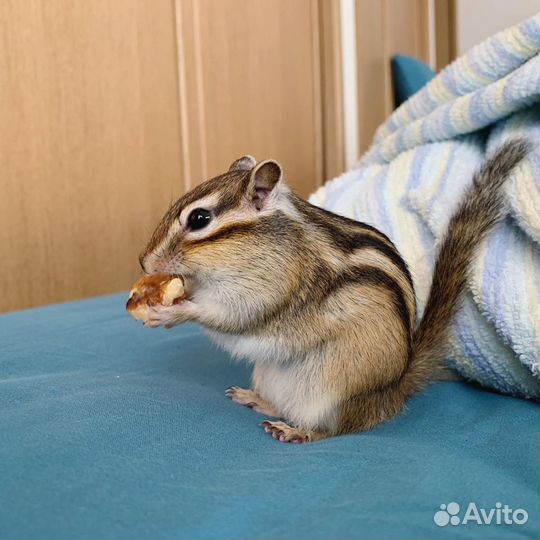 Бурундучки шустрики