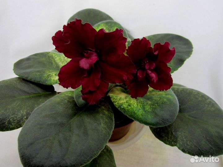 Детки сортовых фиалок