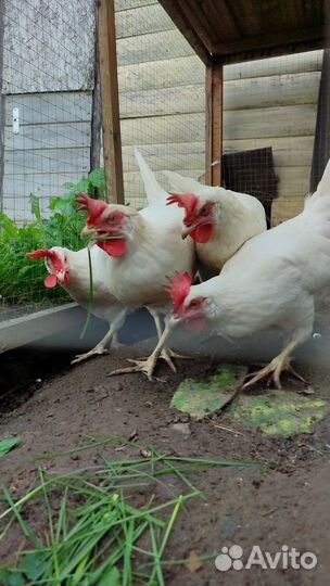 Куры несушки