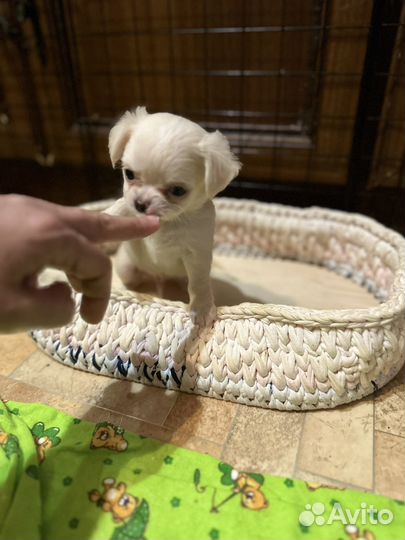 Щенок чихуахуа мини мальчик