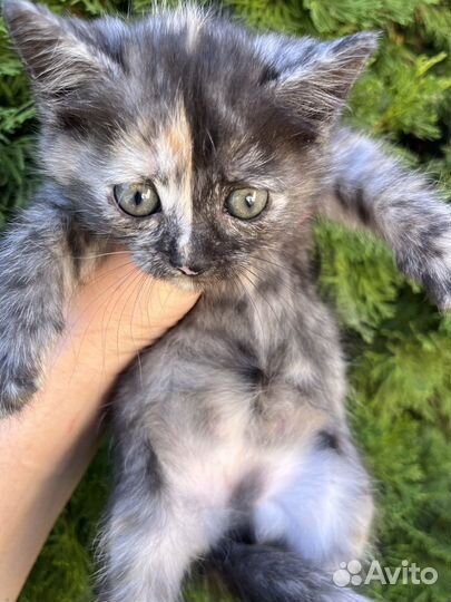 Котенок - девочка