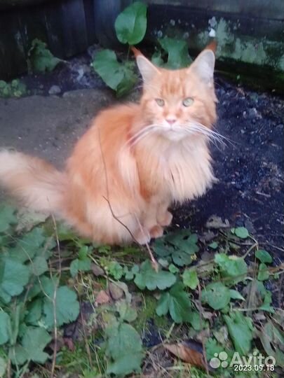 Отдам в добрые руки