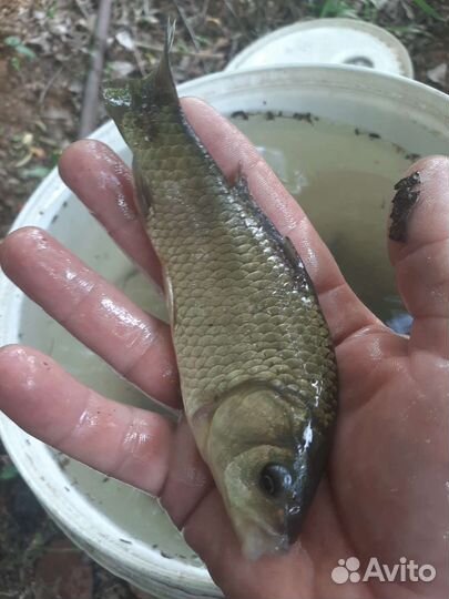 Зарыбление водоёмов