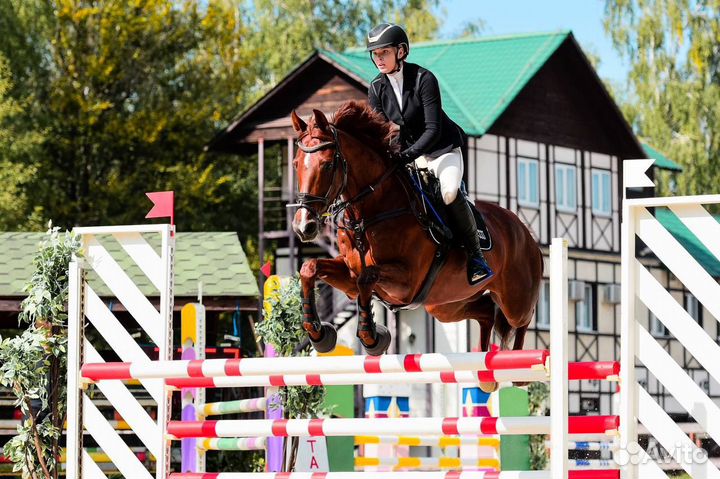 Конкурная лошадь