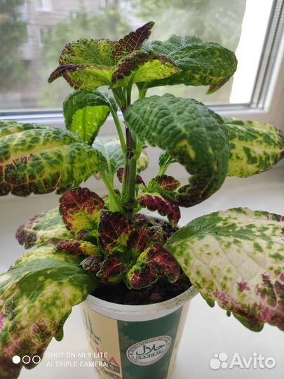 Колеус Аватар