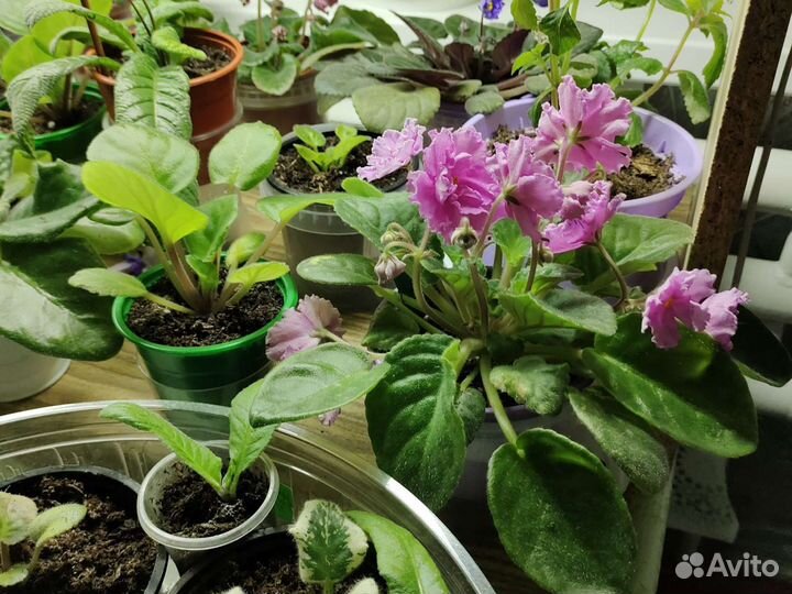 Комнатные растения