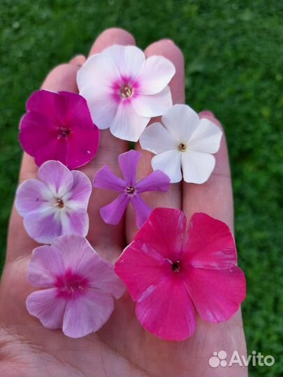 Флоксы многолетние