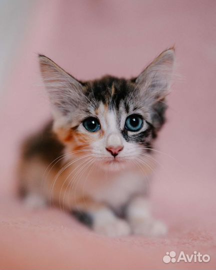 Трехцветная красотка котенок девочка
