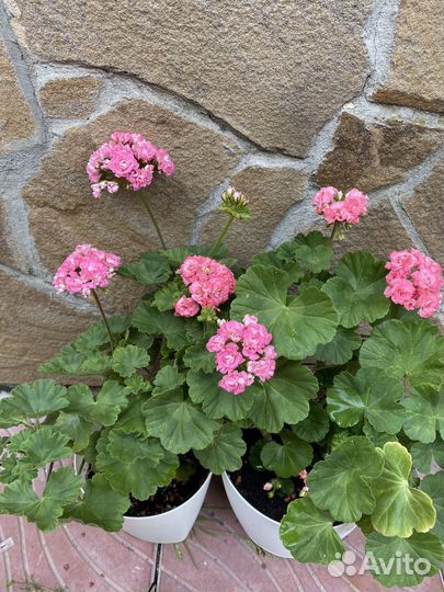 Пеларгония герань