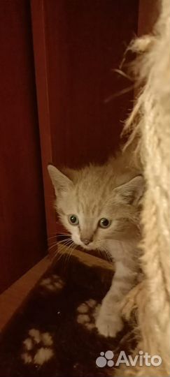 Котята невдупленыши