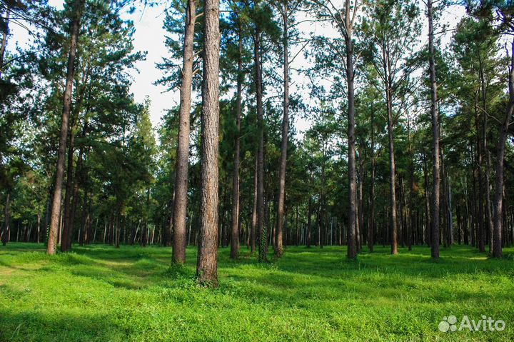 Выкуп участков заросших лесом