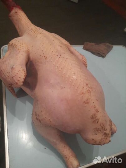 Мясо домашней индейки