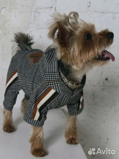 Комбинезон для маленькой собаки