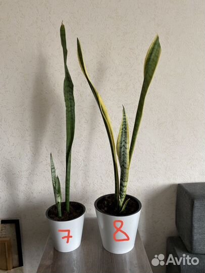 Сансевиерия