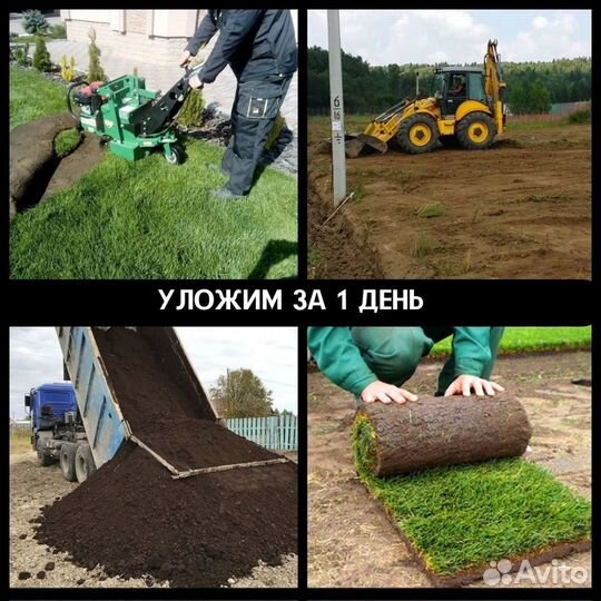 Рулонный газон от производителя Венюково