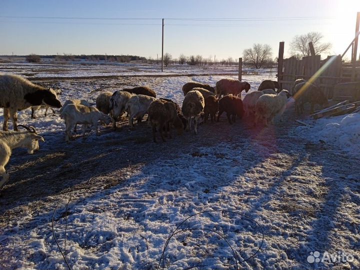 Продам животных