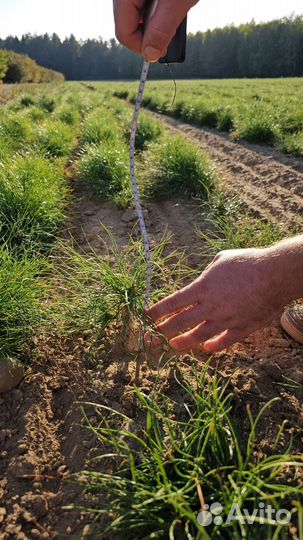 Сеянцы ели европейской окс от производителя