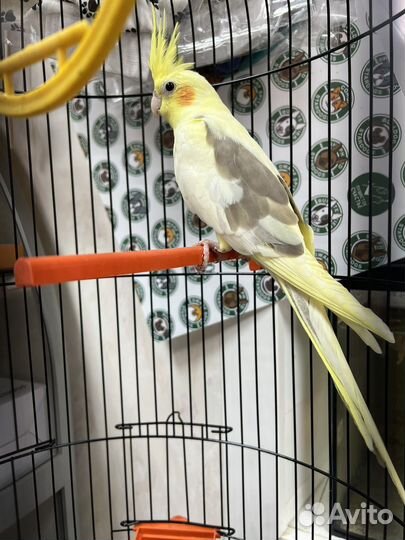 Попугай корелла