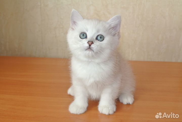 Британский котик