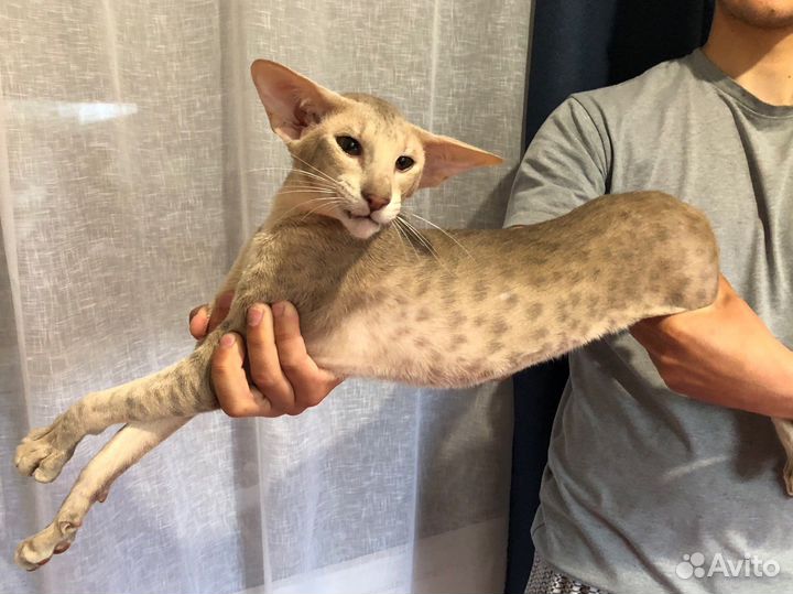 Ориентальный кот вязка