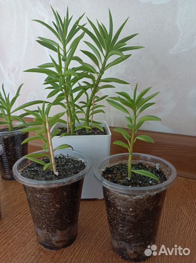 Пеперомия Феррейра