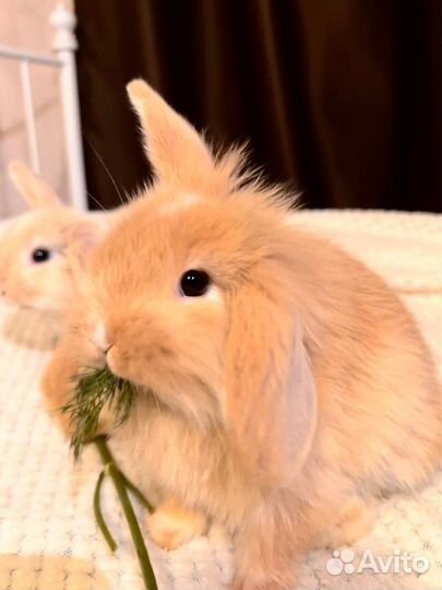 Карликовый вислоухий кролик Баран 1 месяц