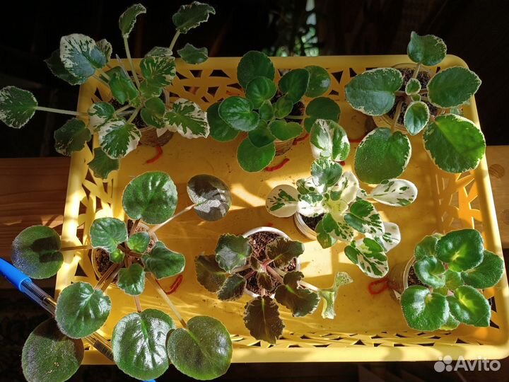 Фиалка сортовая